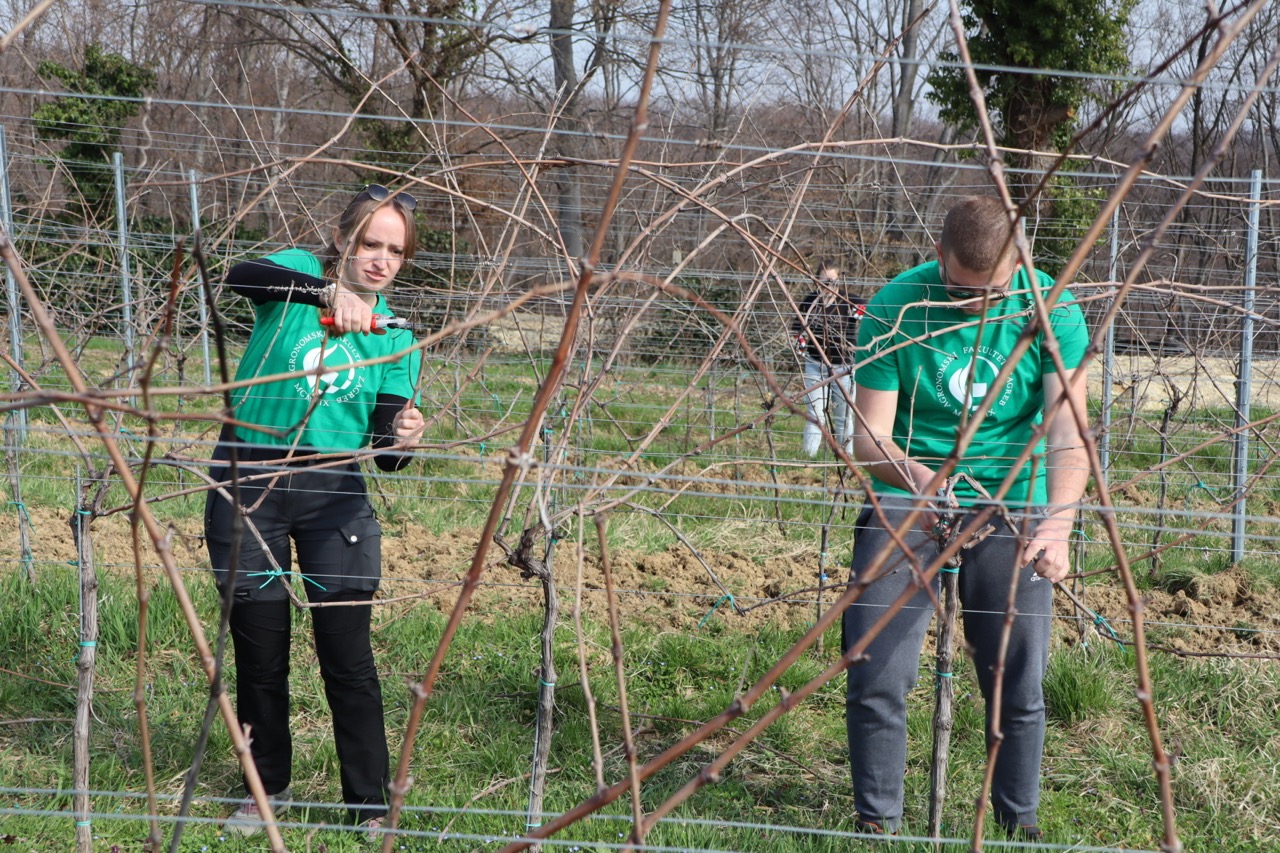 Prvo međufakultetsko natjecanje studenata agronomije u rezidbi vinove loze