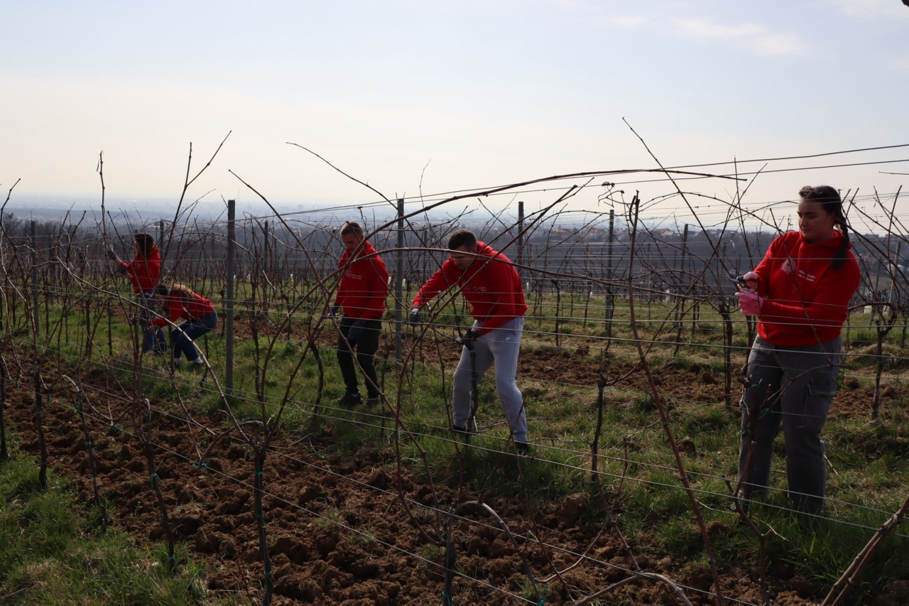 Prvo međufakultetsko natjecanje studenata agronomije u rezidbi vinove loze