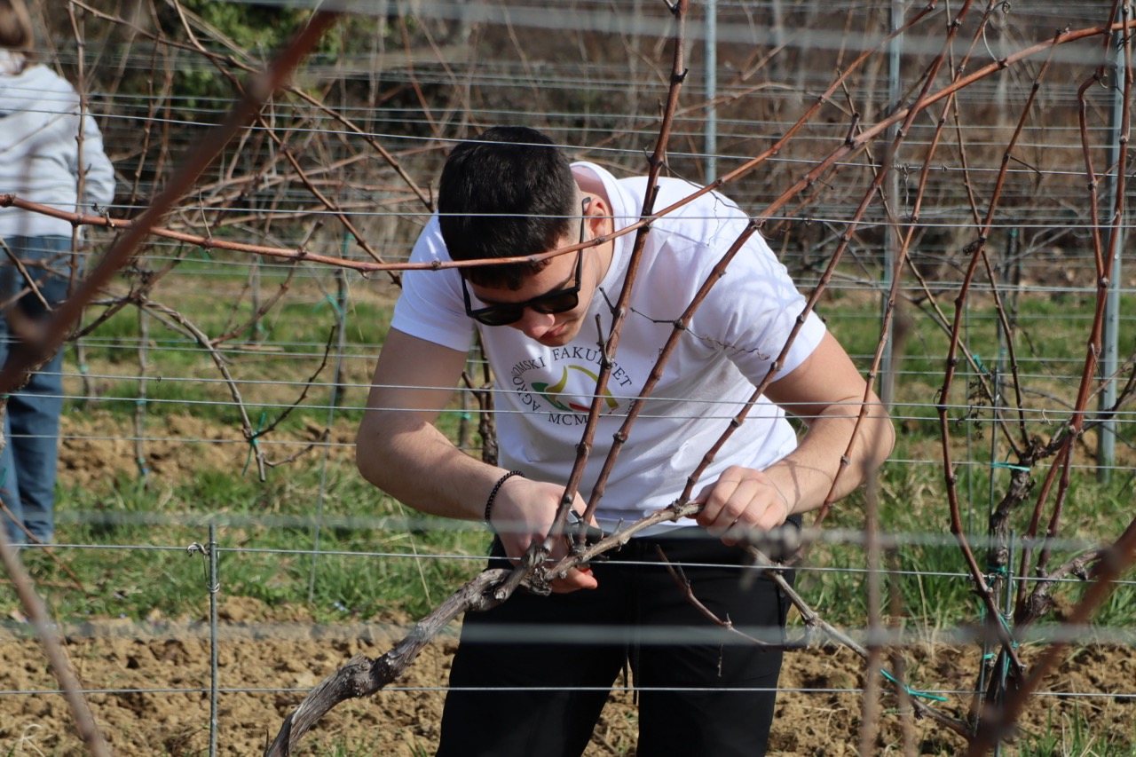 Prvo međufakultetsko natjecanje studenata agronomije u rezidbi vinove loze