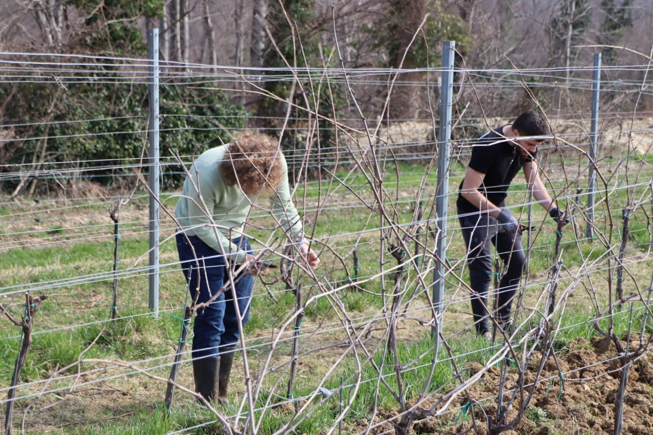 Prvo međufakultetsko natjecanje studenata agronomije u rezidbi vinove loze