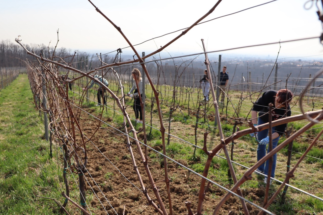 Prvo međufakultetsko natjecanje studenata agronomije u rezidbi vinove loze
