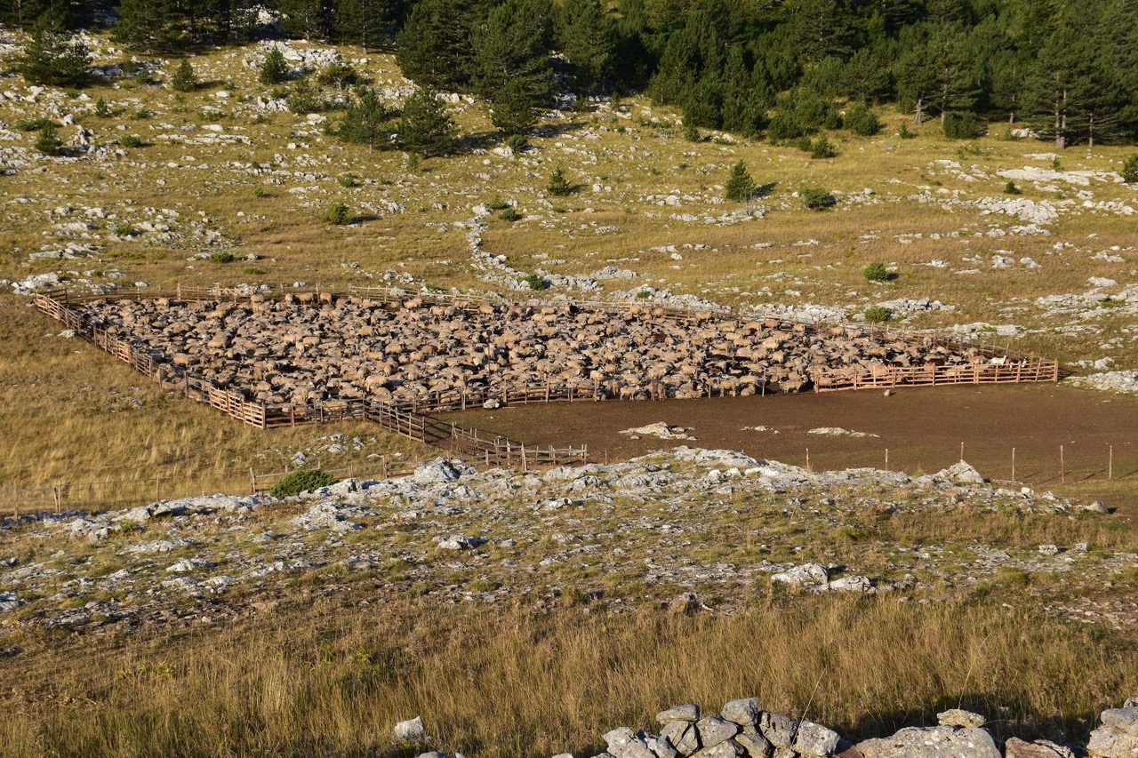 Udruga Biom