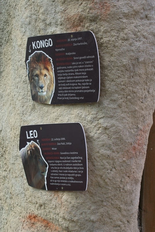 Kongo i Leo