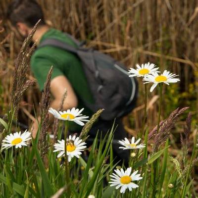 Istraživačko-edukacijski projekt „Mura – Drava 2016.“ – cvijeće