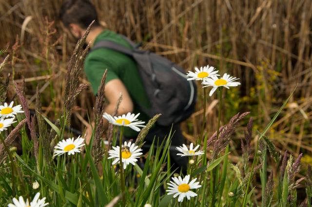 Istraživačko-edukacijski projekt „Mura – Drava 2016.“ – cvijeće