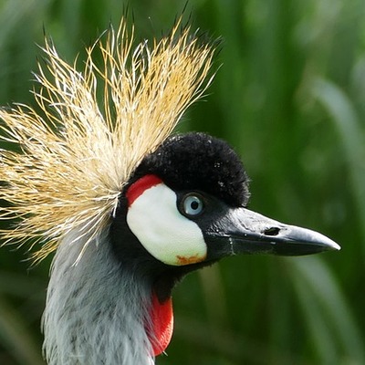 https://cdn.pixabay.com/photo/2017/04/15/15/49/grey-crowned-crane-2232728__340.jpg