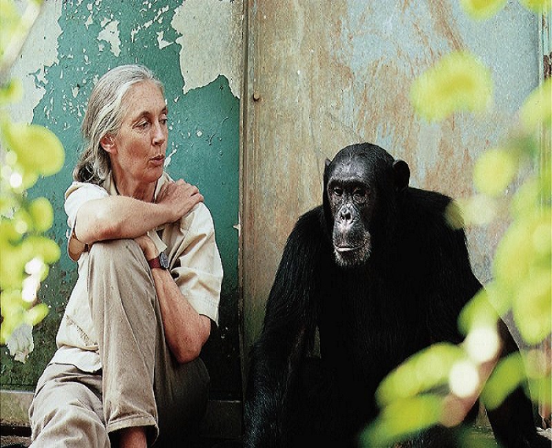 Jane Goodall