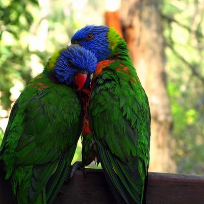 https://cdn.pixabay.com/photo/2015/09/19/13/01/rainbow-lorikeet-947196__340.jpg