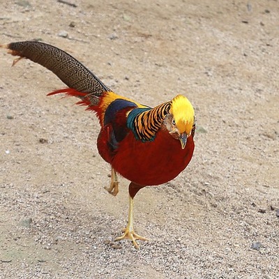 https://cdn.pixabay.com/photo/2015/10/29/09/22/red-golden-pheasants-1012053_960_720.jpg