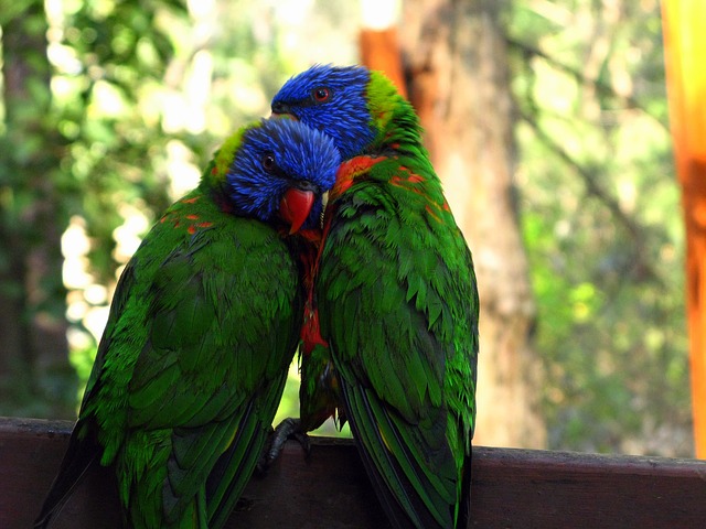 https://cdn.pixabay.com/photo/2015/09/19/13/01/rainbow-lorikeet-947196__340.jpg