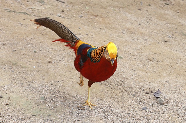 https://cdn.pixabay.com/photo/2015/10/29/09/22/red-golden-pheasants-1012053_960_720.jpg