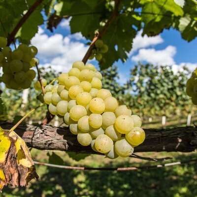 https://www.freepik.com/free-photo/selective-focus-shot-grapevine-with-ripe-grapes_19103380.htm#fromView=search&page=2&position=24&uuid=4753d33e-d97f-4e35-b439-a2dcb8603e52&query=wineyard++grape