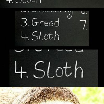 Sloth