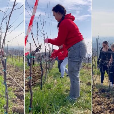 Prvo međufakultetsko natjecanje studenata agronomije u rezidbi vinove loze