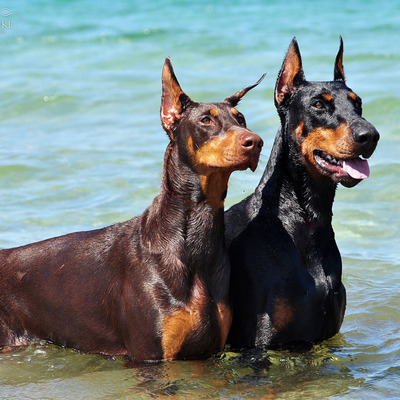 Doberman