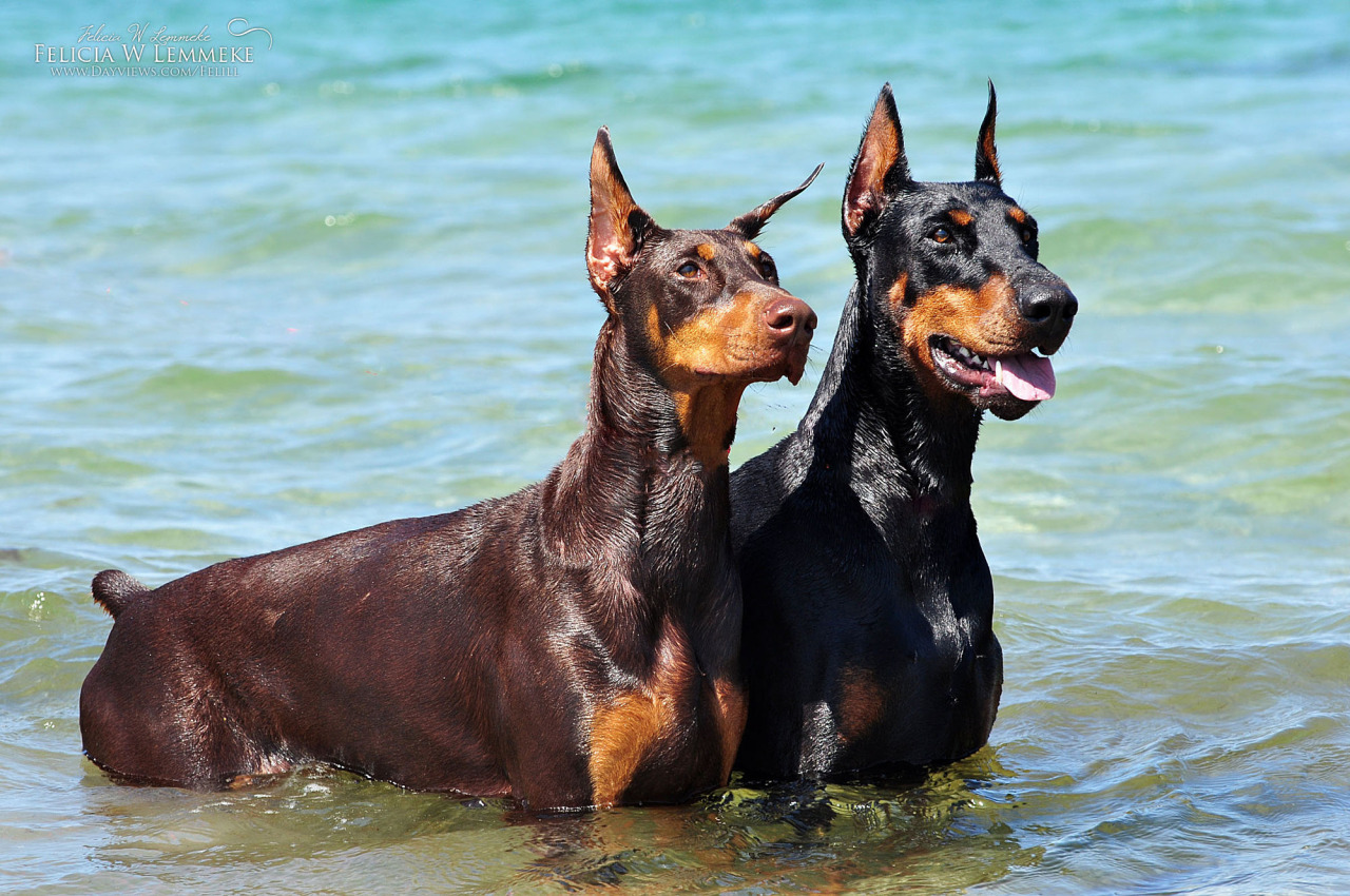 Doberman