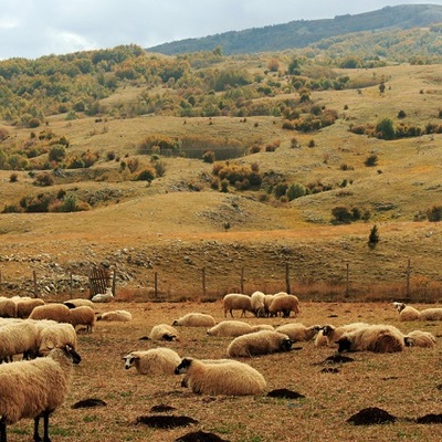 Izložba „Goghovo uvo”