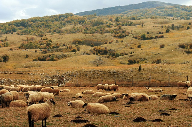 Izložba „Goghovo uvo”