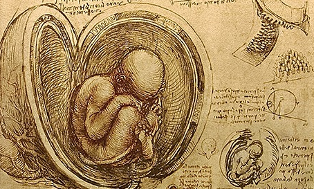 Leonardo da Vinci - Fetus