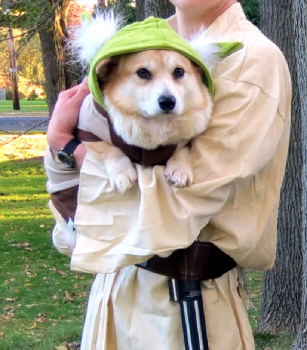 The force is strong with this one - Yoda corgi