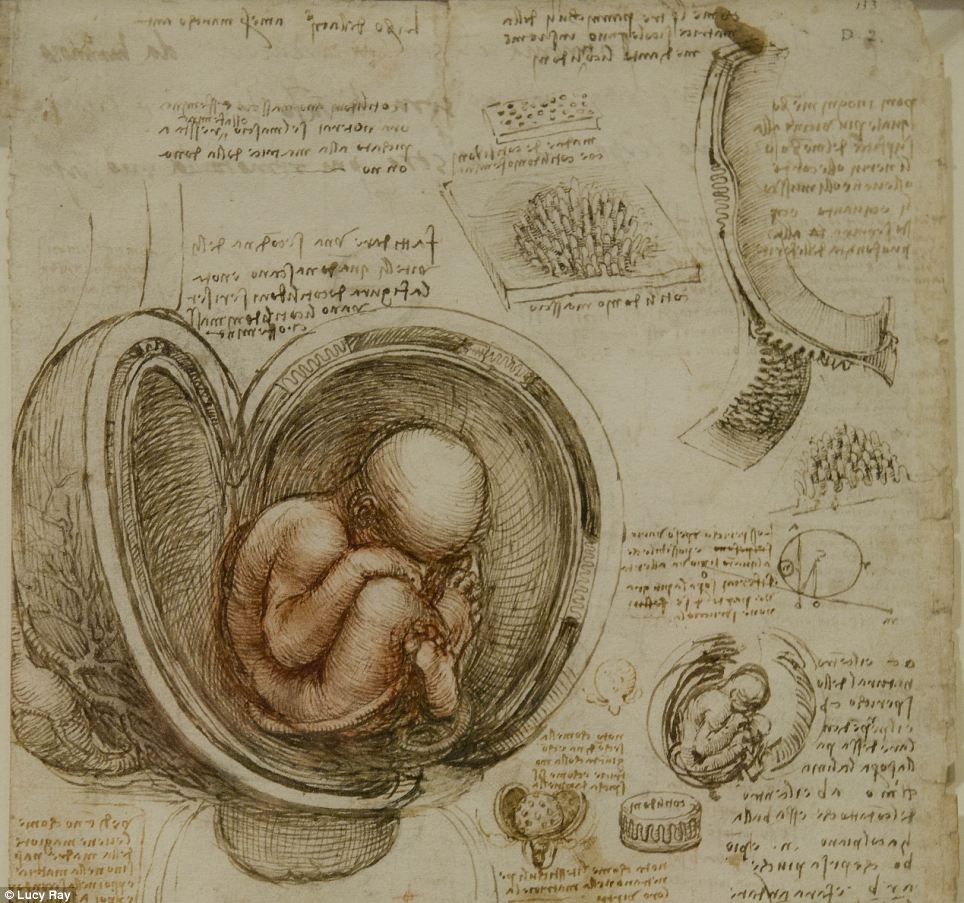 Crtež fetusa