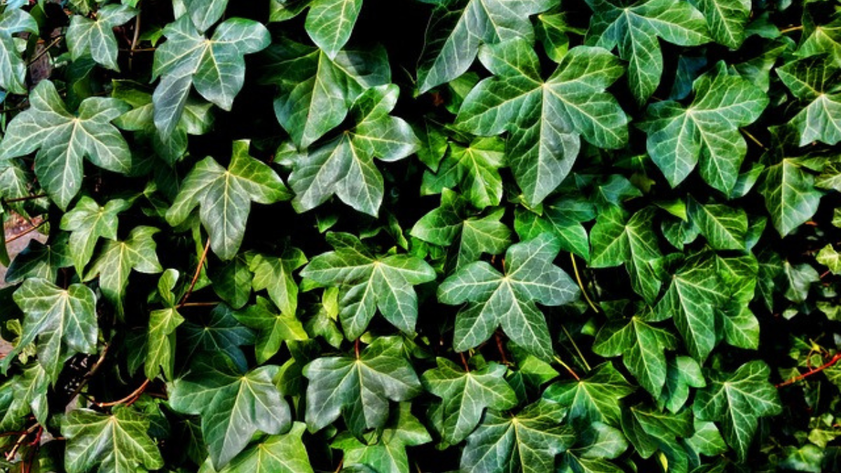 https://pixabay.com/photos/ivy-plant-vine-creeper-foliage-3194557/