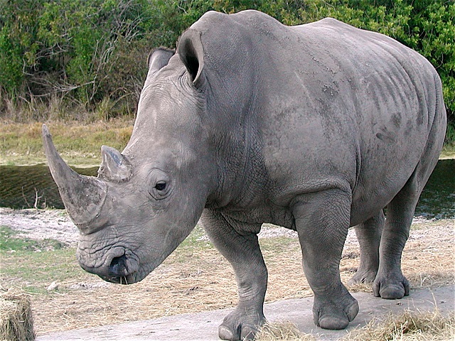 Bijeli nosorog