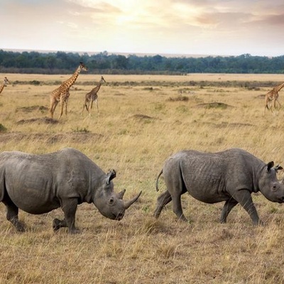 Nosorozi u divljini