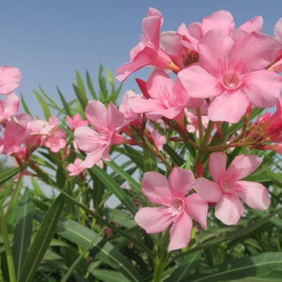 https://pixabay.com/photos/flower-nature-herb-summer-garden-3327827/