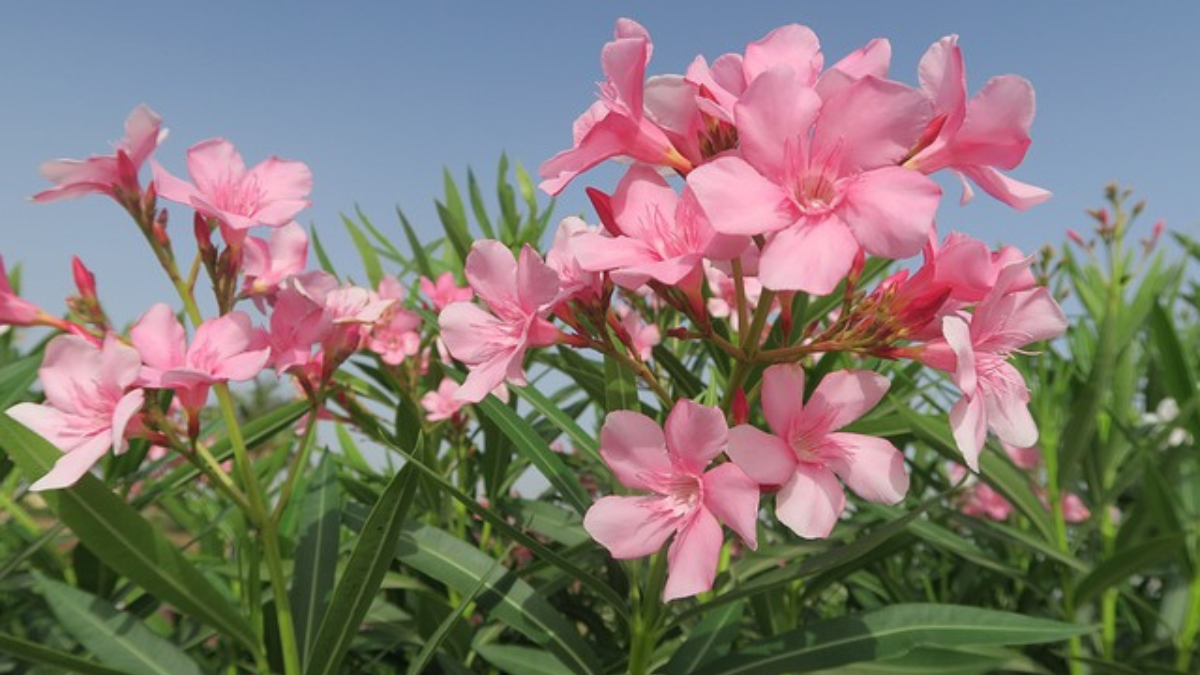 https://pixabay.com/photos/flower-nature-herb-summer-garden-3327827/