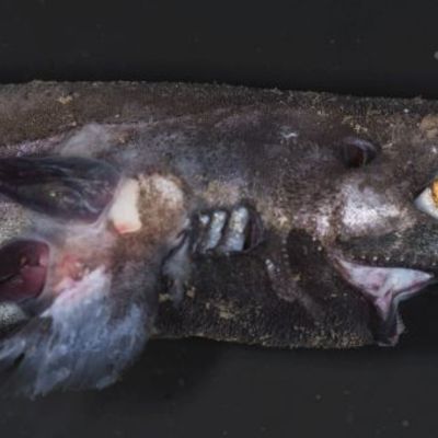 Parazitski rakovi na morskom psu