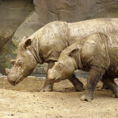 Sumatranski nosorog