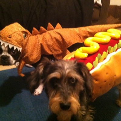 T Rex i Hot Dog
