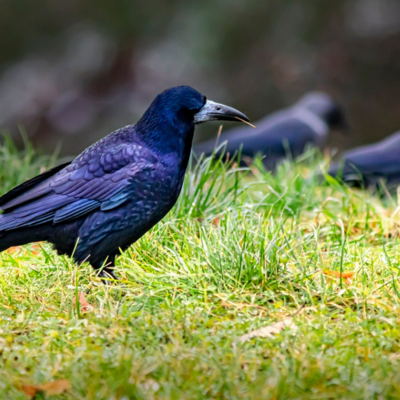 https://pixabay.com/photos/rook-corvus-frugilegus-bird-crow-5776825/
