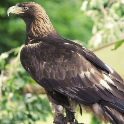 https://pixabay.com/photos/golden-eagle-eagle-raptor-bird-3489140/