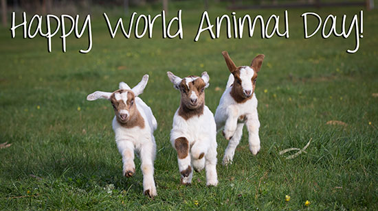Svjetski dan životinja - Happy World Animal Day