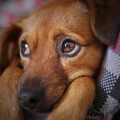 https://pixabay.com/photos/dog-cute-animal-pet-puppy-looking-3071334/