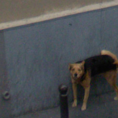 36 urnebesnih prizora s Google Street Viewa - još jedan pas
