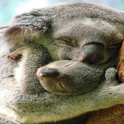Međunarodni dan zagrljaja - koale