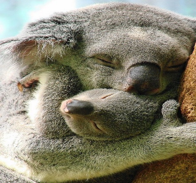 Međunarodni dan zagrljaja - koale