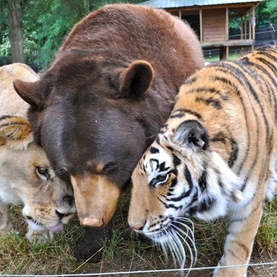 Svjetski dan životinja - Medvjed i velike mačke