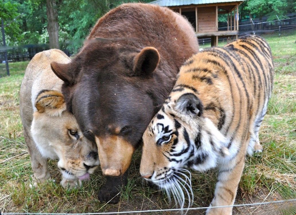 Svjetski dan životinja - Medvjed i velike mačke