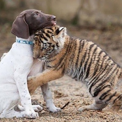 Međunarodni dan zagrljaja - pas i tigar
