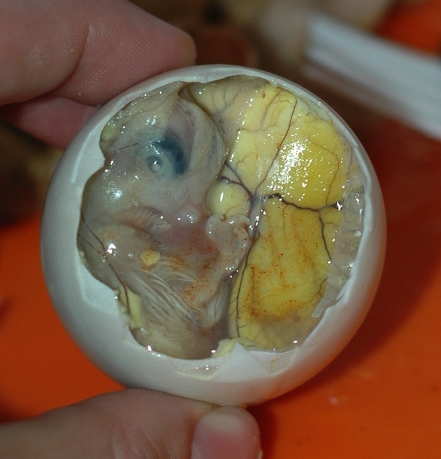 Embrij patke u ljuski jajeta