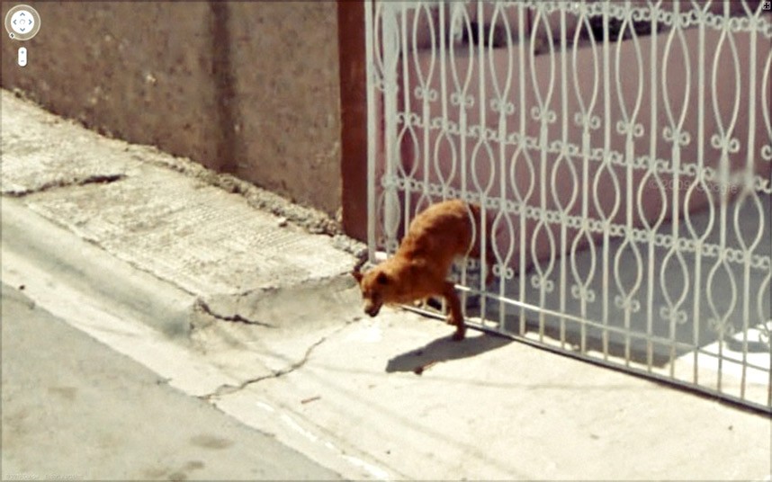 Ovaj se pas htio iskrasti u šetnju, ali je zapeo u ogradi