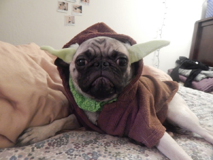 Cute this one is - Yoda mops
