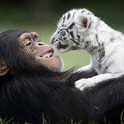 Svjetski dan životinja - Majmun i tigar