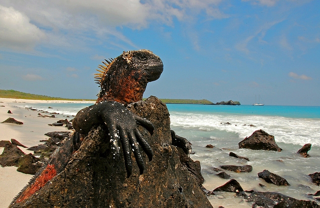 Marine Iguana (Galapagos)
